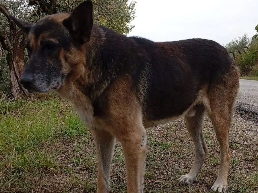 Adotta un cane, maschio, 6 anni e 1 mese, Benevento
