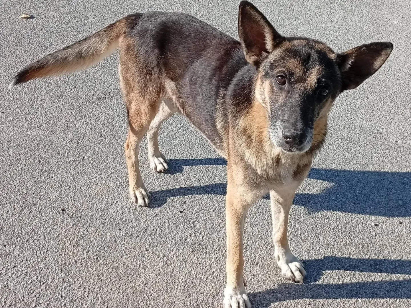 Adozione cane, maschio, Pastore tedesco Razza sconosciuta, 6 anni e 1 mese, taglia media, Benevento