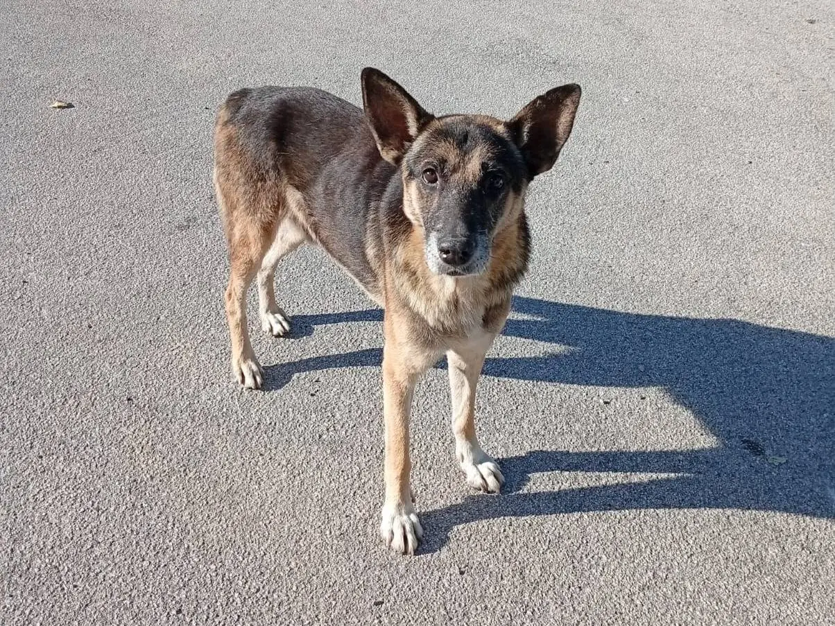 Adotta un cane, taglia media, maschio, Benevento
