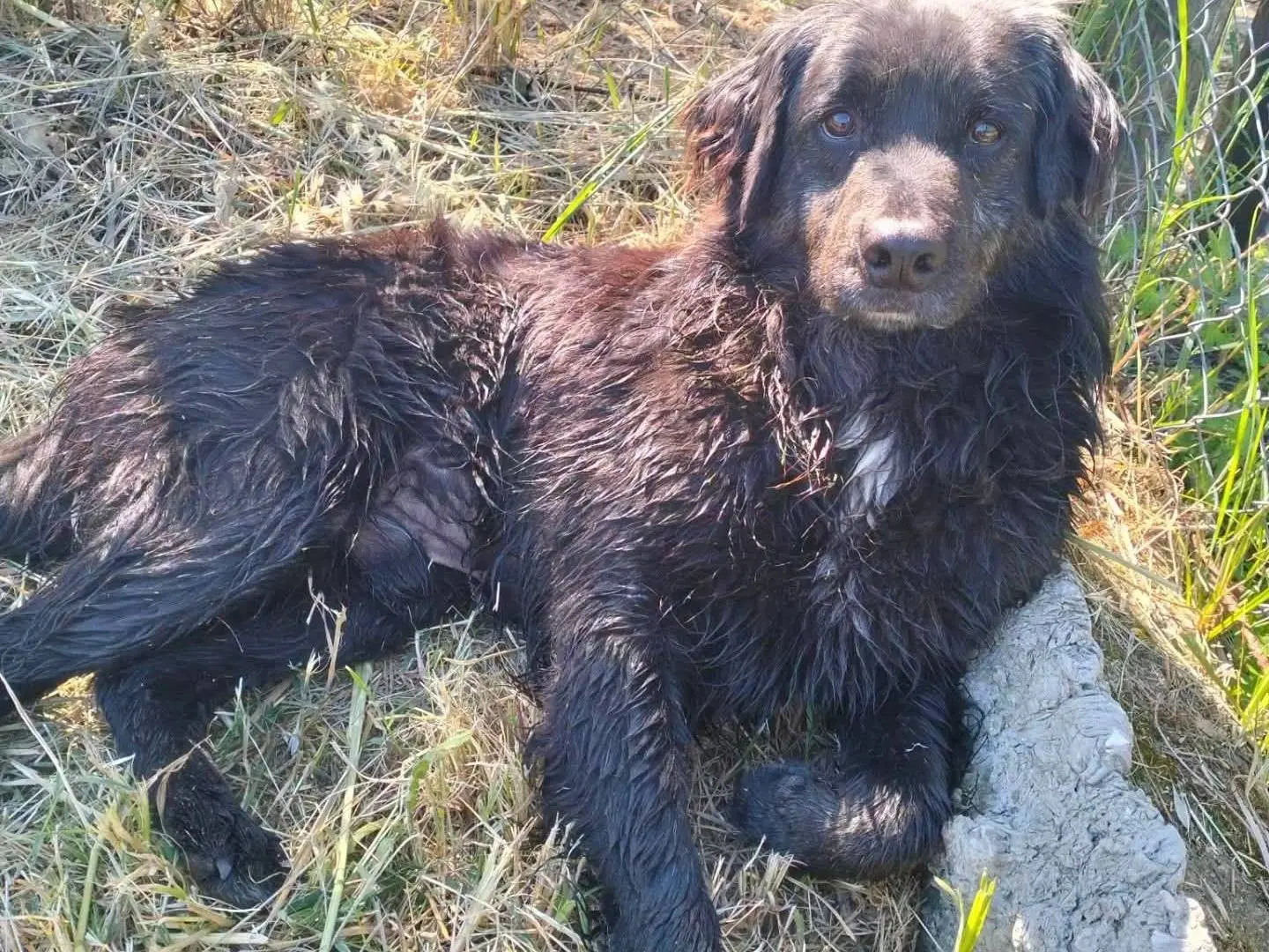 Foto 2 dell'animale