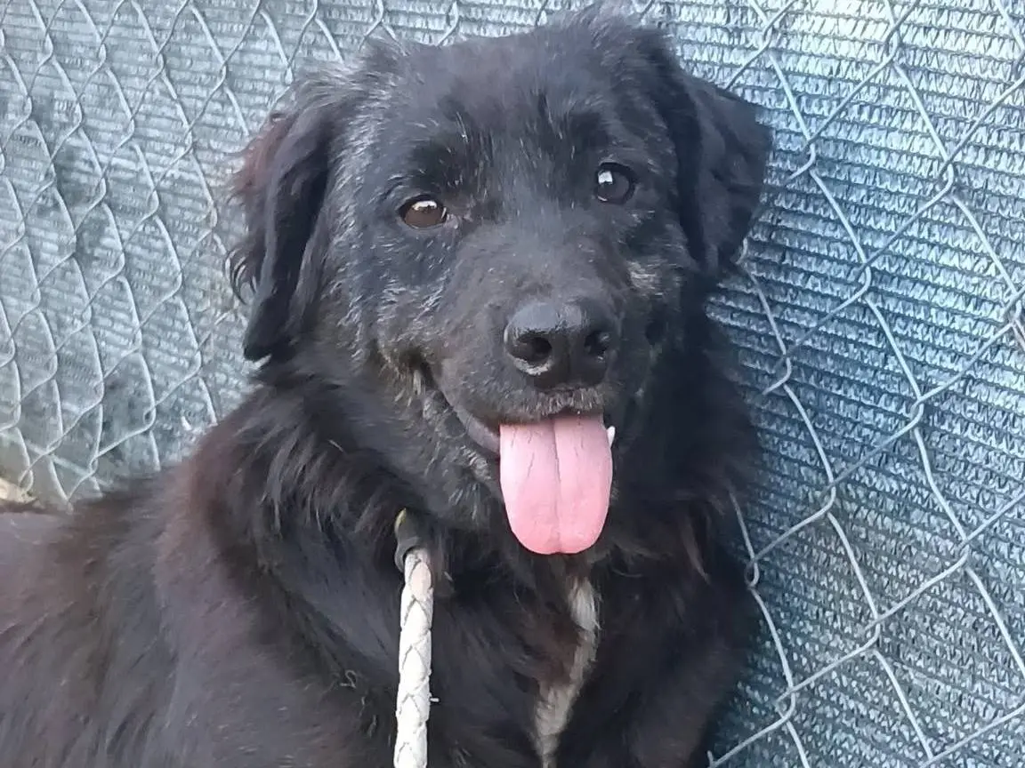 Adotta un cane, maschio, 6 anni e 5 mesi, Roma