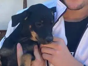 Adozione cane, maschio, Pinscher Razza sconosciuta, 3 mesi, taglia piccola, Padova
