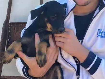 Adotta un cane, maschio, 3 mesi, Padova