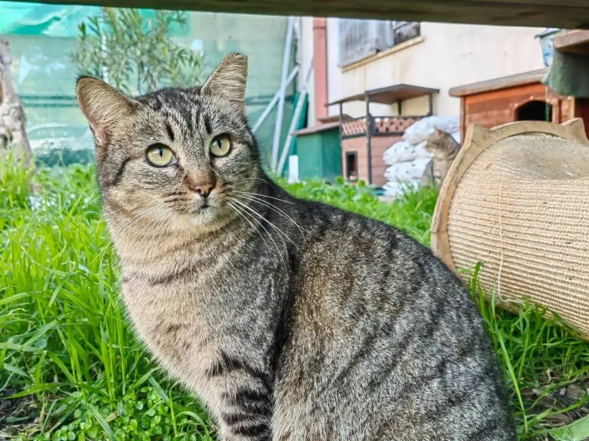 Adozione gatto, femmina, Razza sconosciuta Razza sconosciuta, 2 anni e 9 mesi, taglia non valida, Cagliari