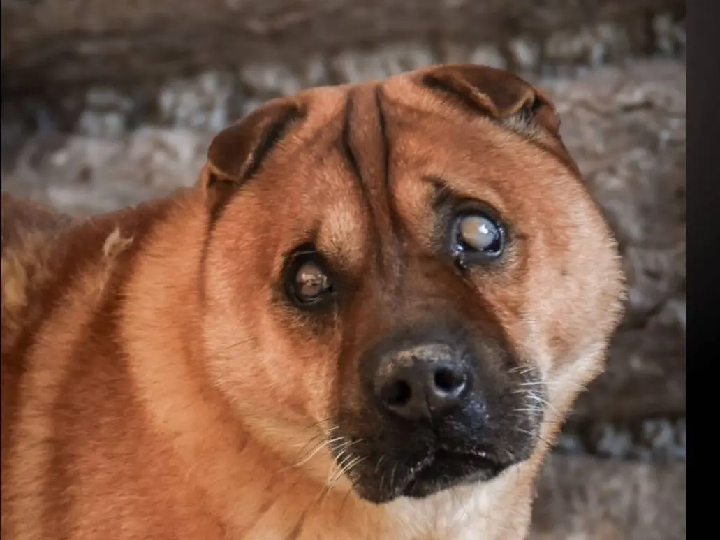 Adozione cane, maschio, Shar Pei Razza sconosciuta, 13 anni e 2 mesi, taglia media contenuta, Crotone