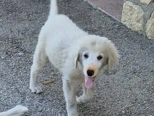 Adotta un cane, taglia media, femmina, Lucca