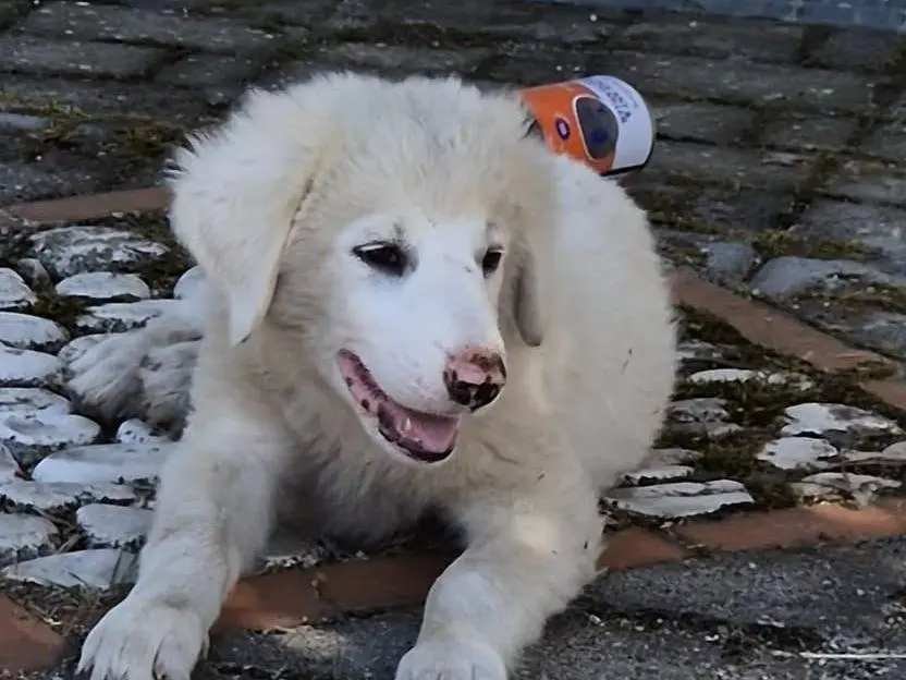 Adotta un cane, femmina, 1 anno e 5 mesi, Lucca
