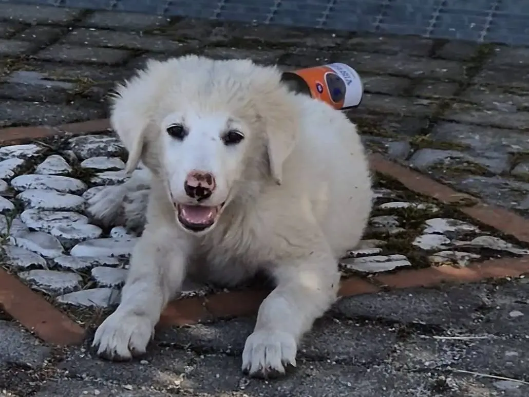 Adozione cane, femmina, Pastore maremmano Razza sconosciuta, 1 anno e 5 mesi, taglia media, Lucca