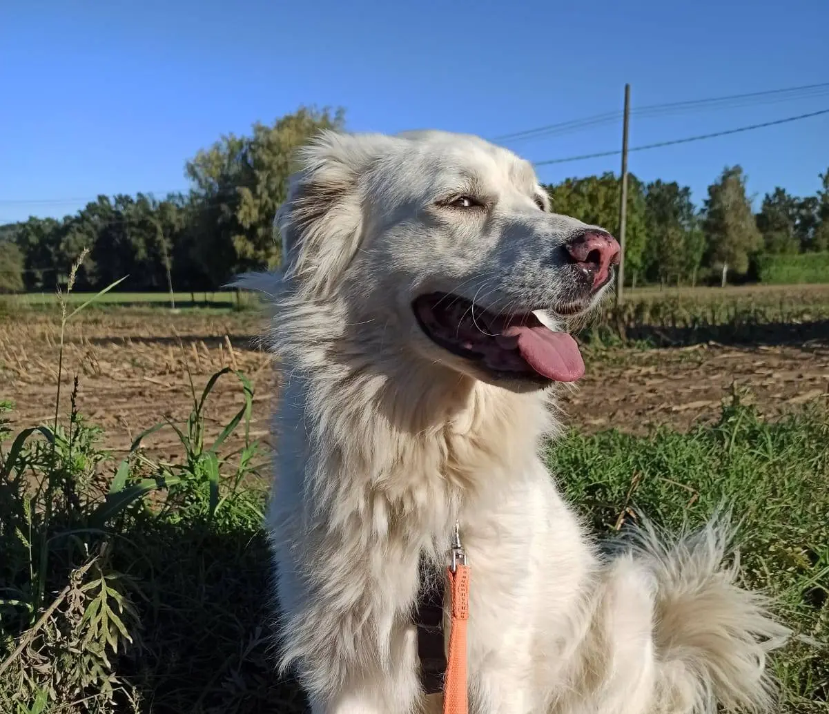 Adozione cane, femmina, meticcio, 8 anni e 11 mesi, taglia grande, Como