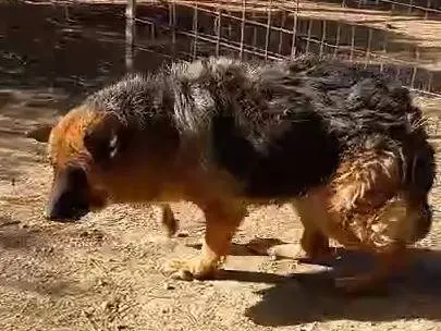 Adotta il cane Graziella a Mantova