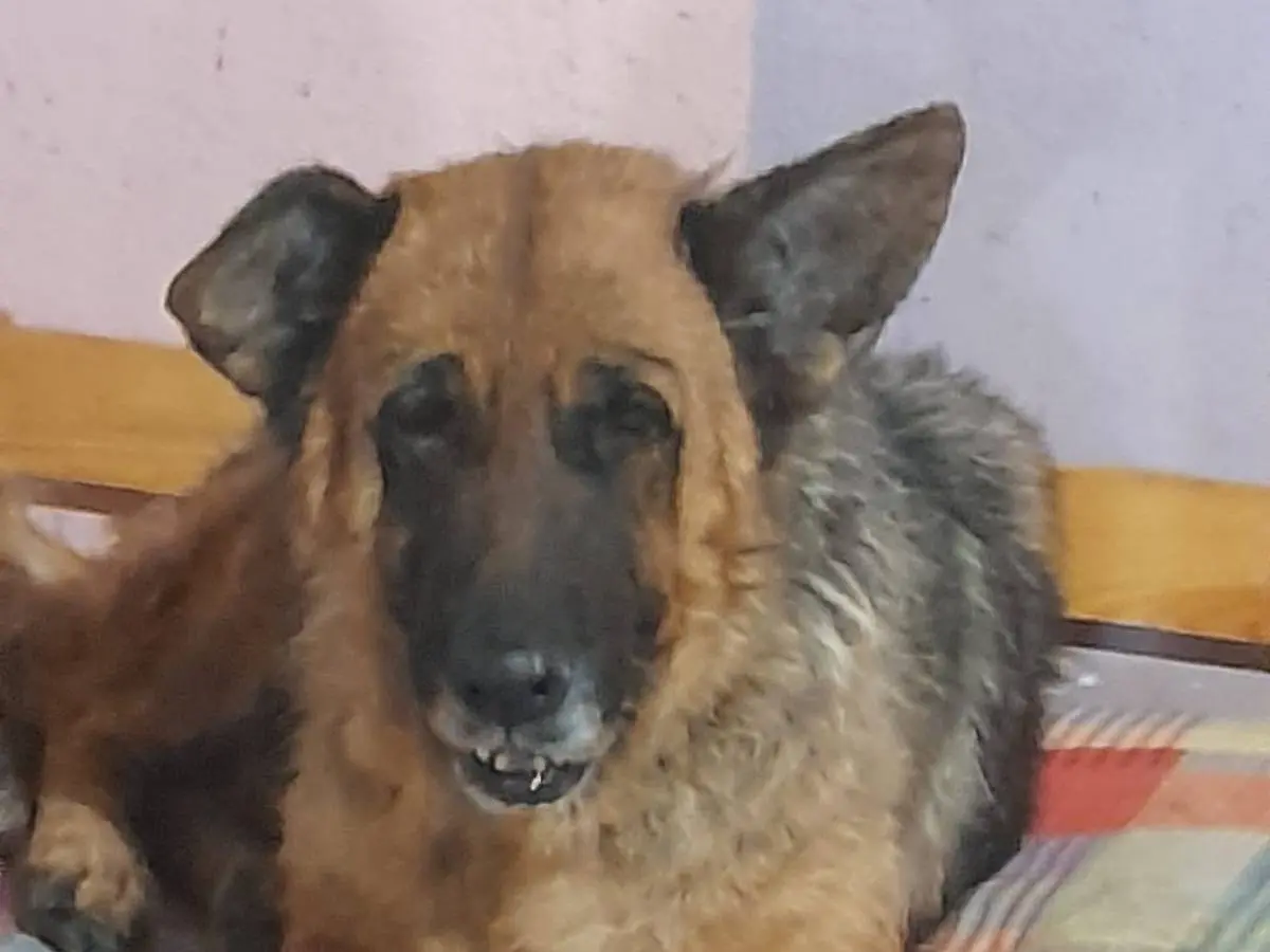 Adozione cane, femmina, Razza sconosciuta Razza sconosciuta, 7 anni e 9 mesi, taglia grande, Mantova