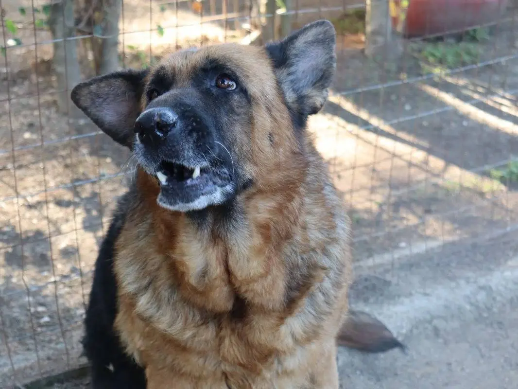Vuoi adottare un cane a Mantova?