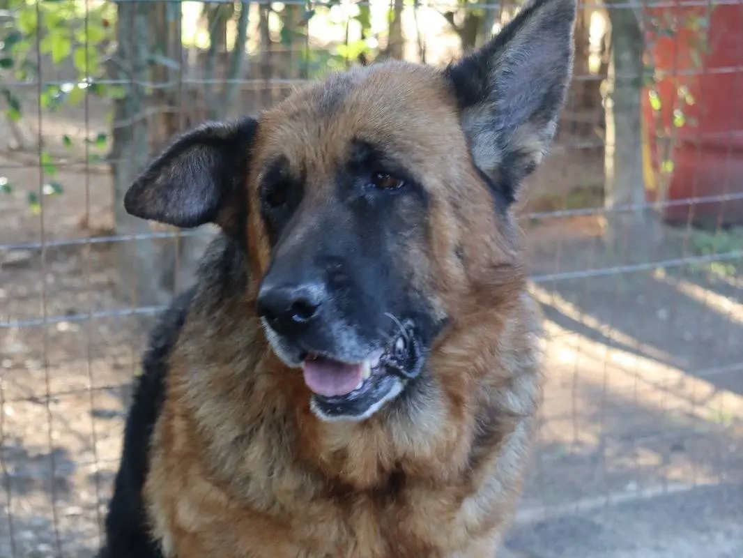 Adotta un cane, taglia grande, femmina, Mantova