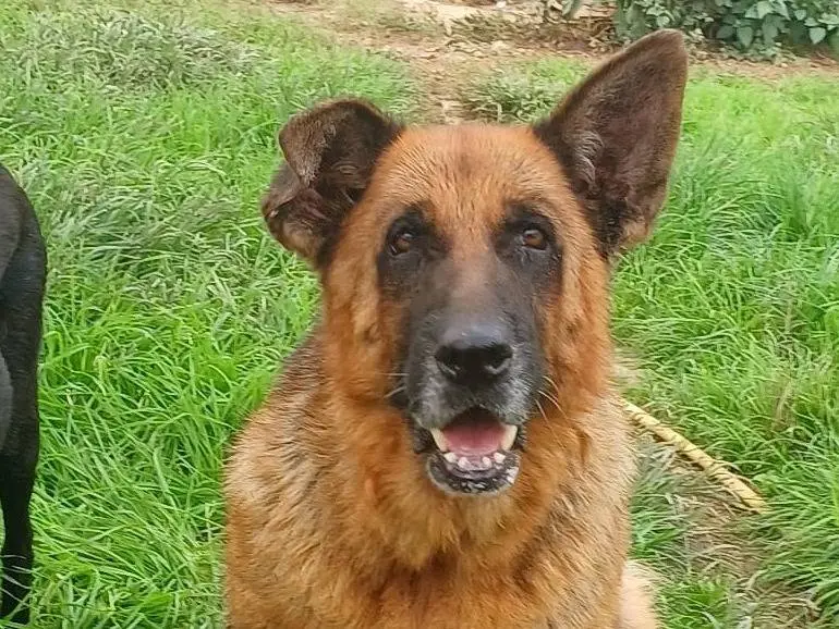 Adotta un cane, femmina, 7 anni e 9 mesi, Mantova