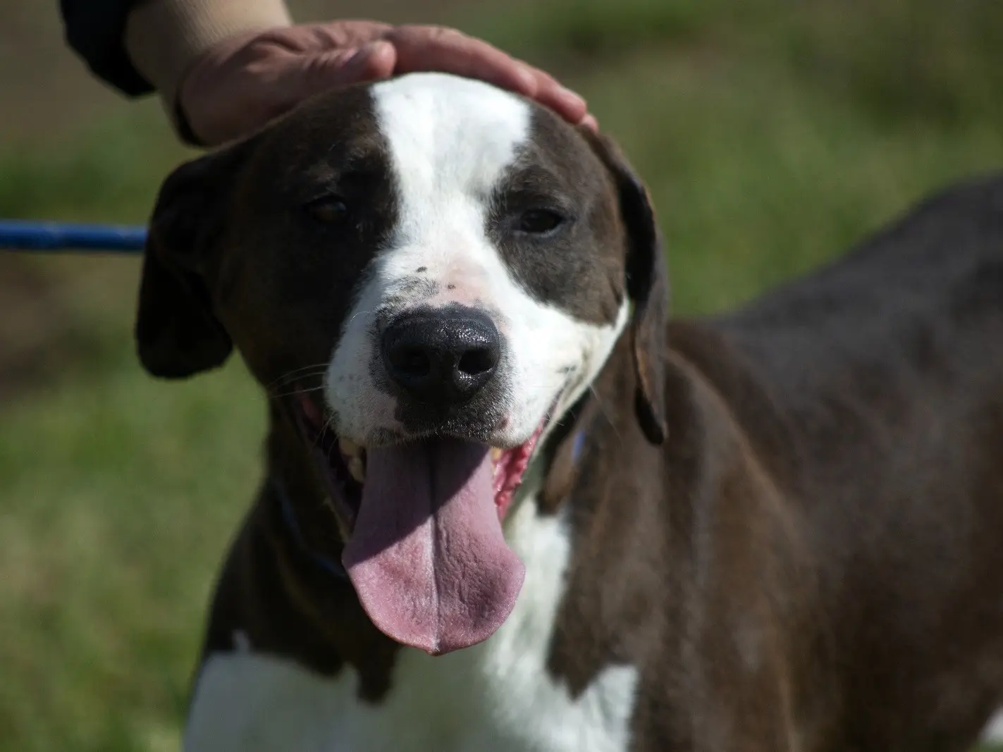 Adozione cane, maschio, meticcio, 6 anni e 9 mesi, taglia media, Roma