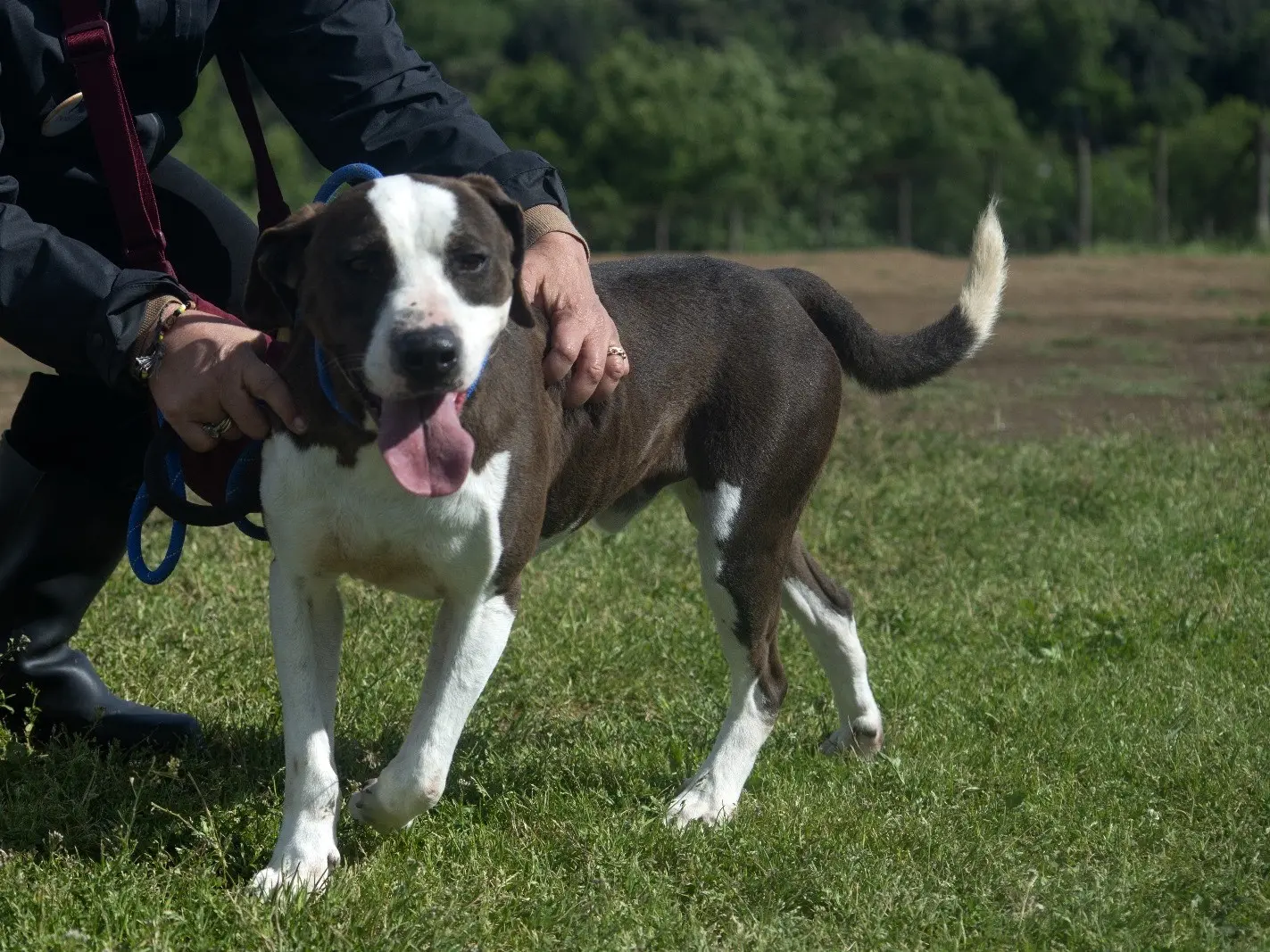 Adotta un cane, taglia media, maschio, Roma