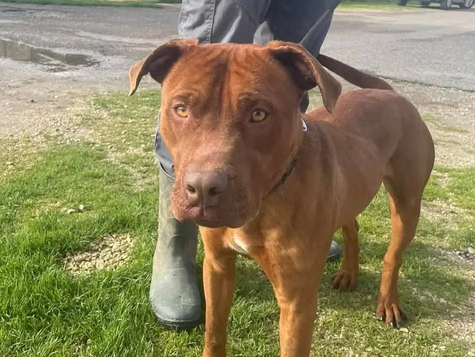 Adotta un cane, maschio, 7 anni e 10 mesi, Latina