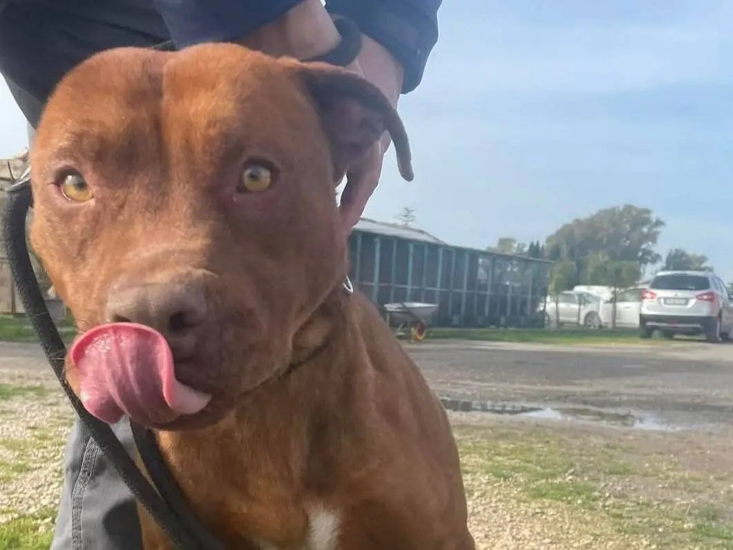 Adotta il cane Evander a Latina