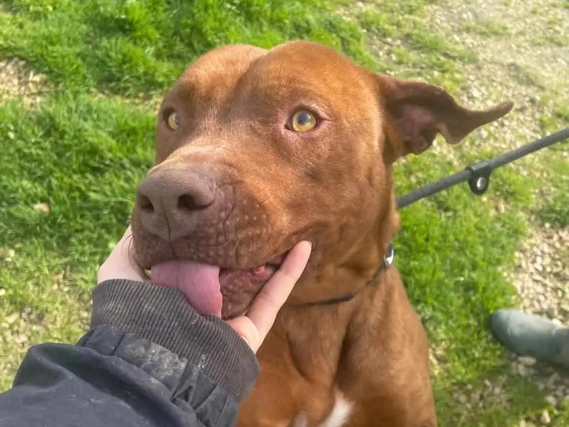 Adozione cane, maschio, Razza sconosciuta Pitbull, 7 anni e 10 mesi, taglia media, Latina