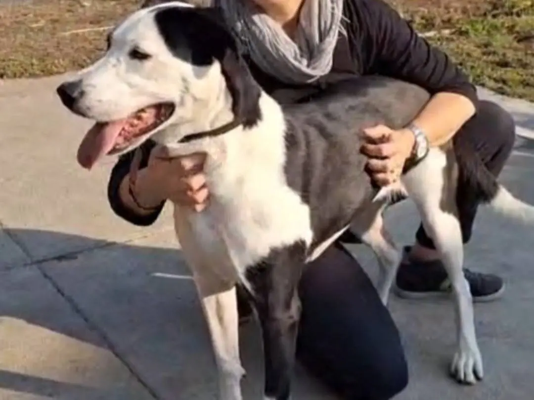 Vuoi adottare un cane a Cremona?