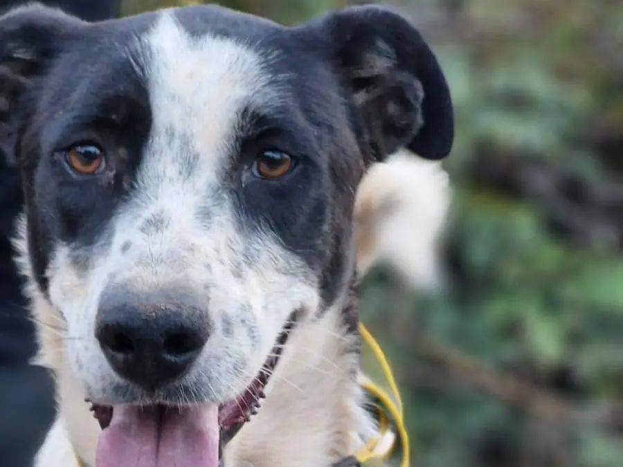 Adotta un cane, taglia media contenuta, femmina, Milano