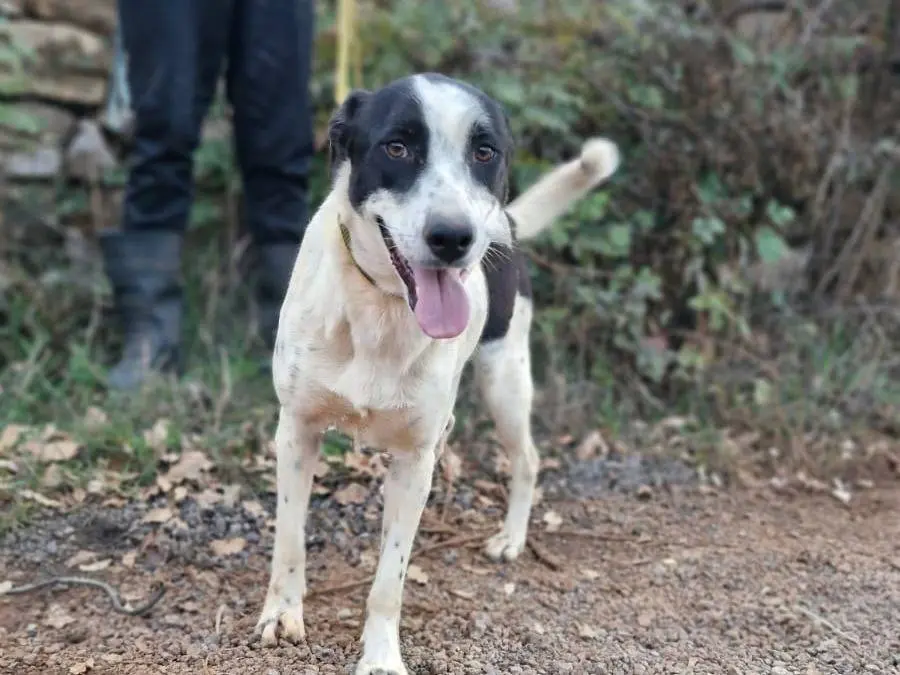 Vuoi adottare un cane a Milano?