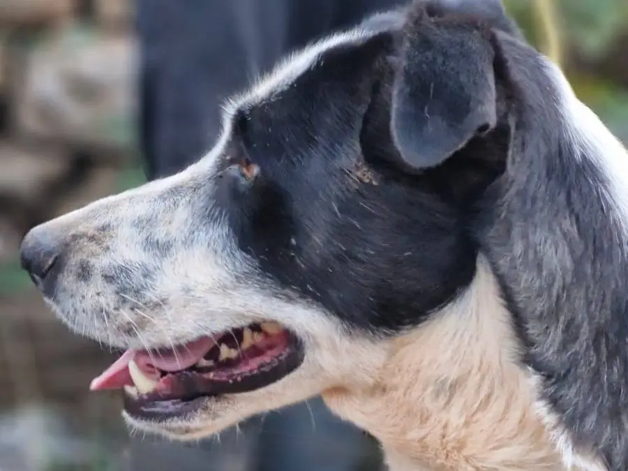 Adotta un cane, femmina, 2 anni e 4 mesi, Milano