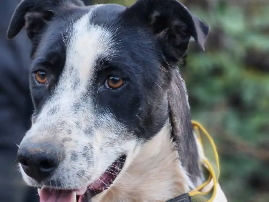 Adozione cane, femmina, Razza sconosciuta Razza sconosciuta, 2 anni e 4 mesi, taglia media contenuta, Milano