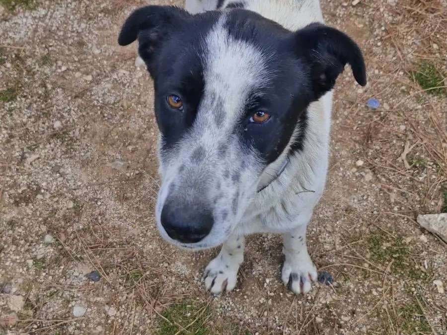 Adotta il cane Daisy a Milano