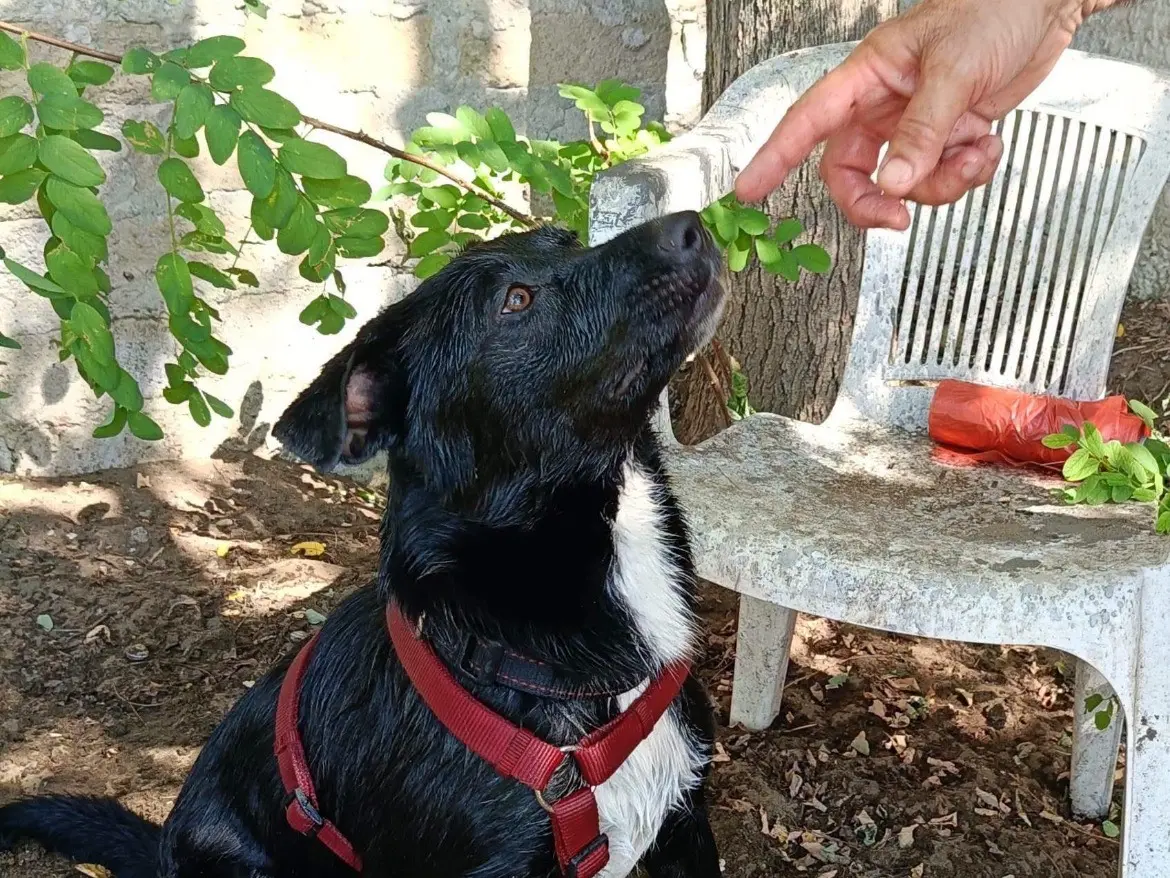 Adotta un cane, taglia media contenuta, femmina, Caserta