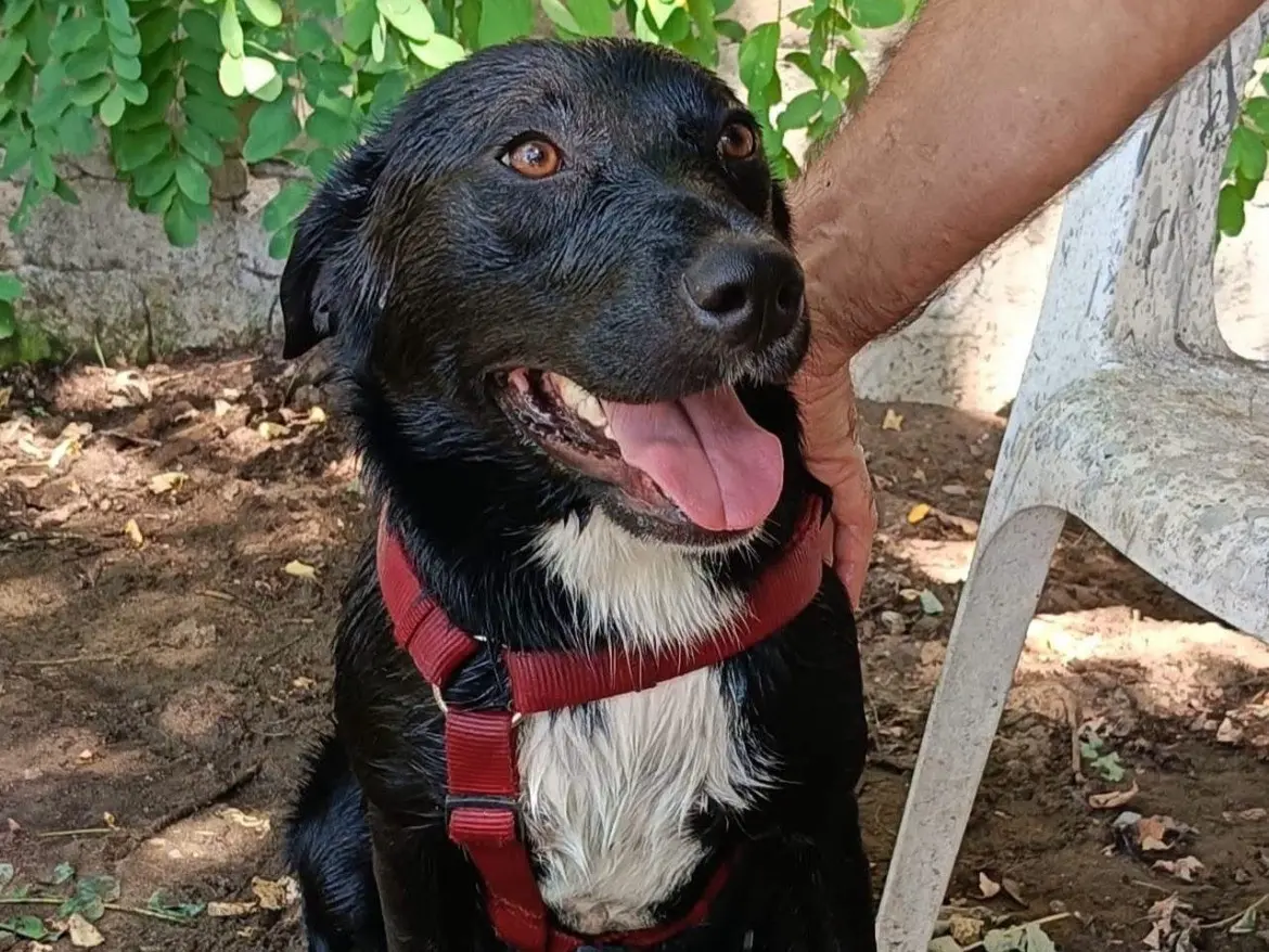 Adozione cane, femmina, Razza sconosciuta Razza sconosciuta, 1 anno e 9 mesi, taglia media contenuta, Caserta
