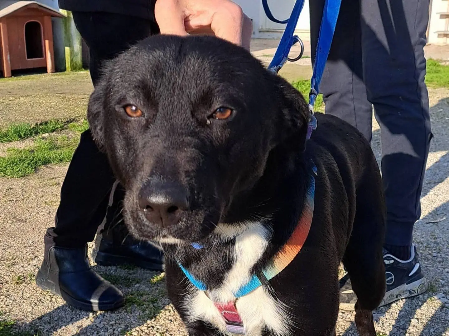 Vuoi adottare un cane a Caserta?