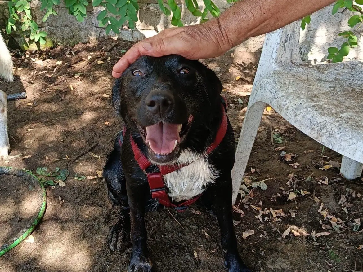 Adotta un cane, femmina, 1 anno e 9 mesi, Caserta