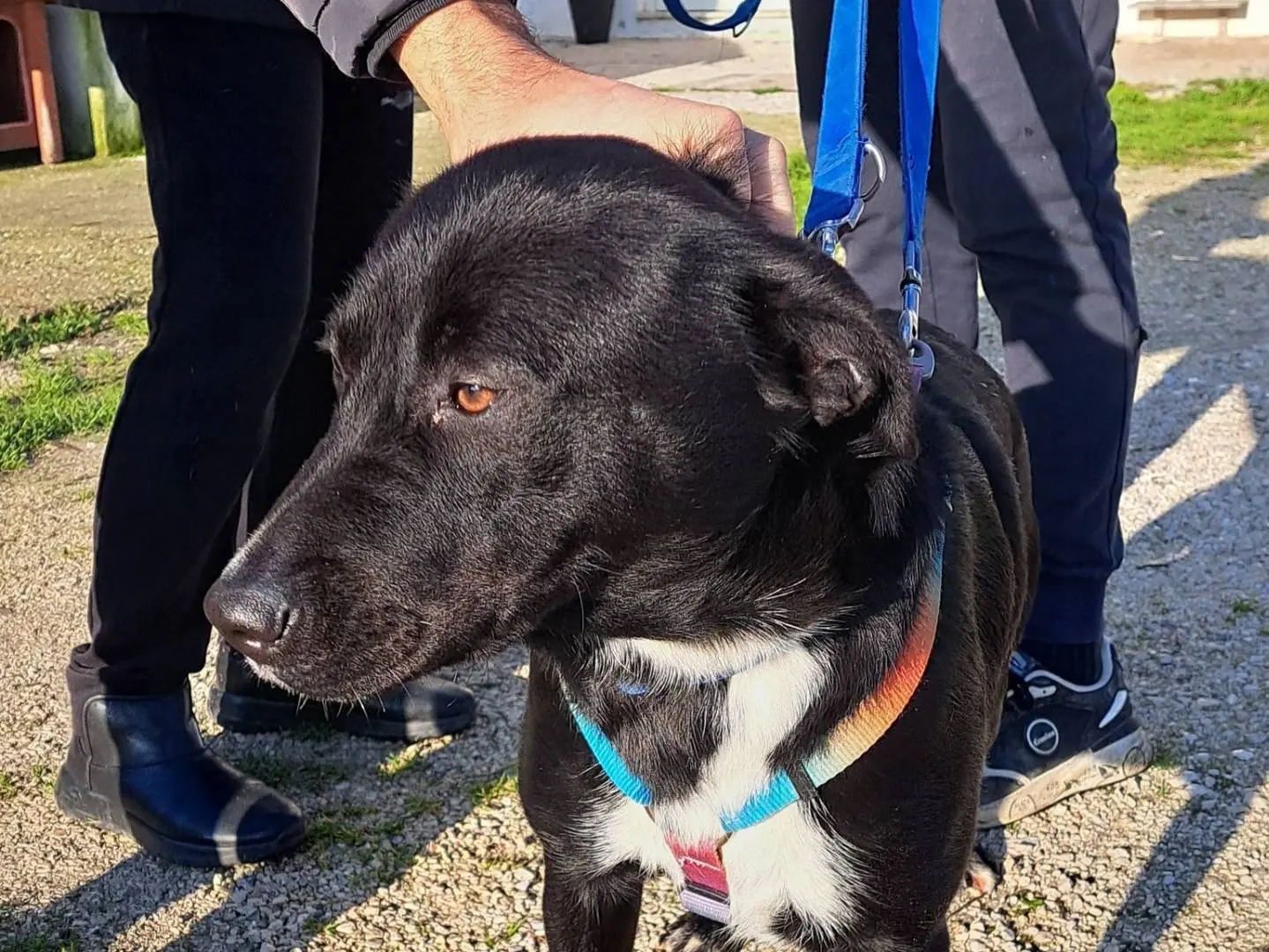 Adotta il cane FIAMMA a Caserta