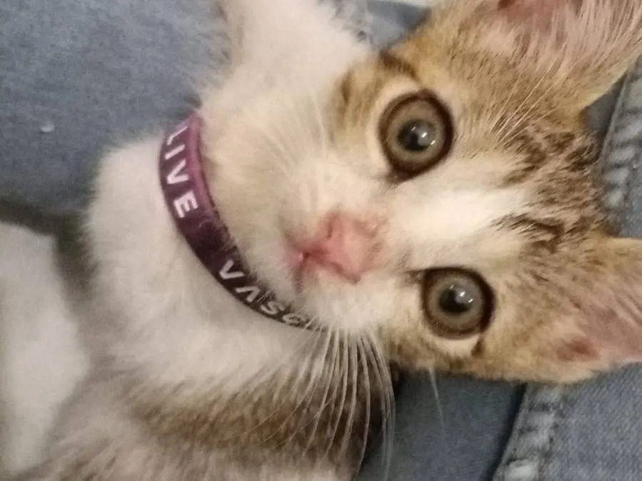 Adotta un gatto, femmina, 7 mesi, Bari