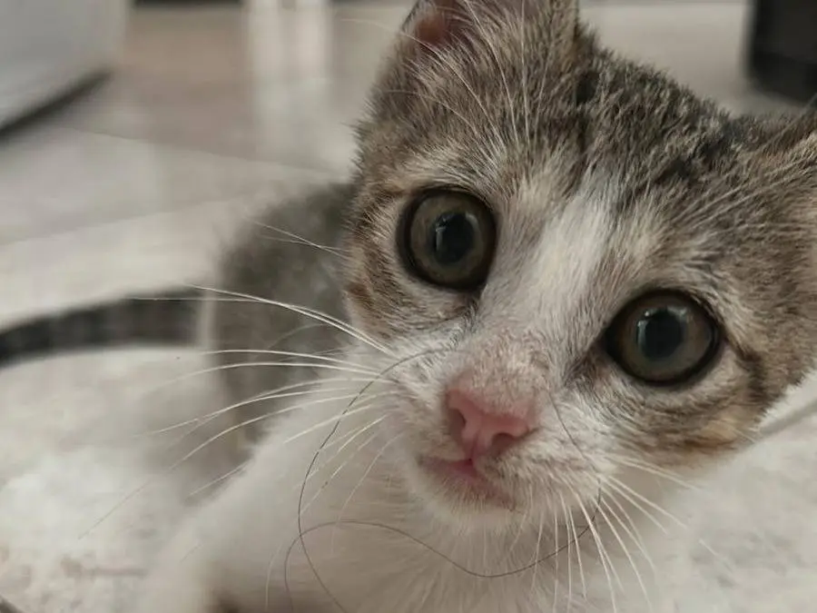Adozione gatto, femmina, Razza sconosciuta Razza sconosciuta, 7 mesi, taglia non valida, Bari