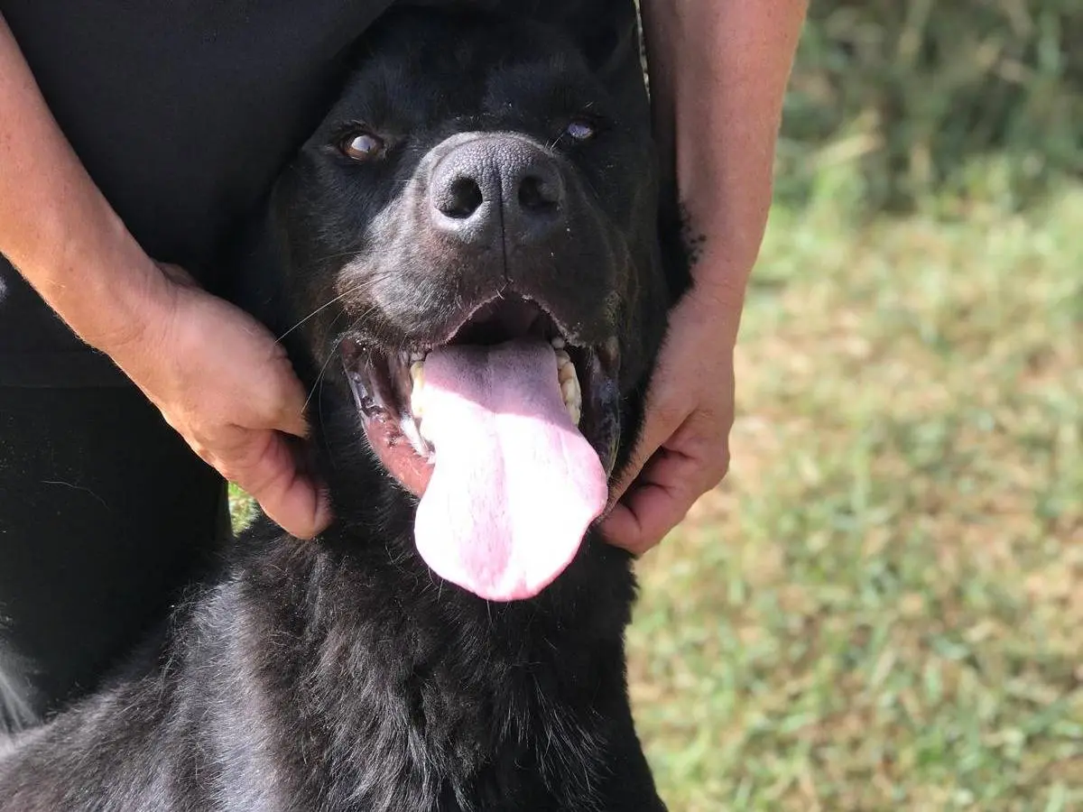 Adotta un cane, maschio, 4 anni e 9 mesi, Latina