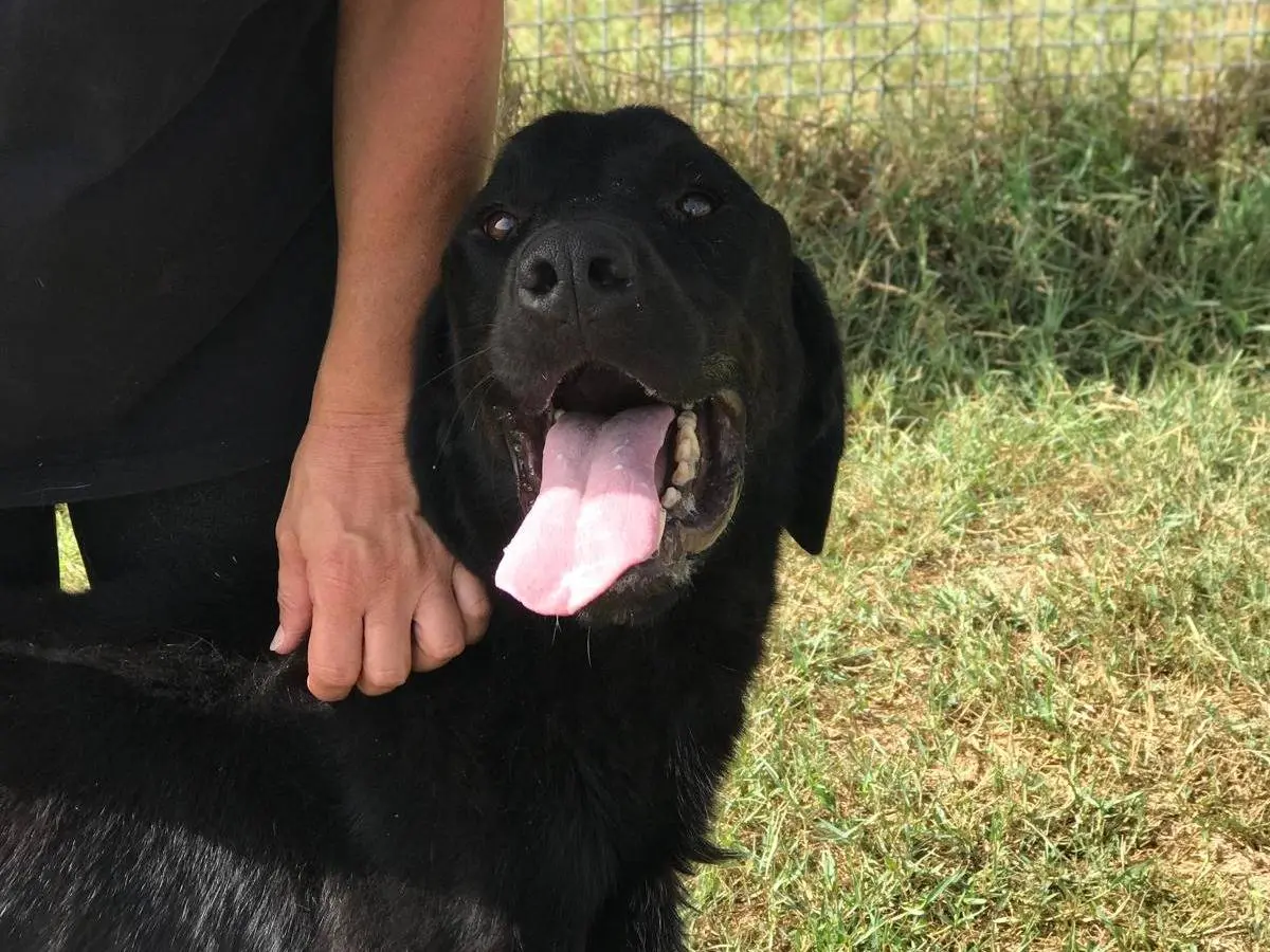 Adotta il cane NOWHITE a Latina