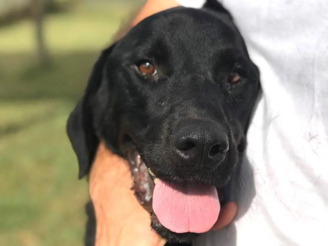 Adozione cane, maschio, Mastino Napoletano, 4 anni e 9 mesi, taglia grande, Latina