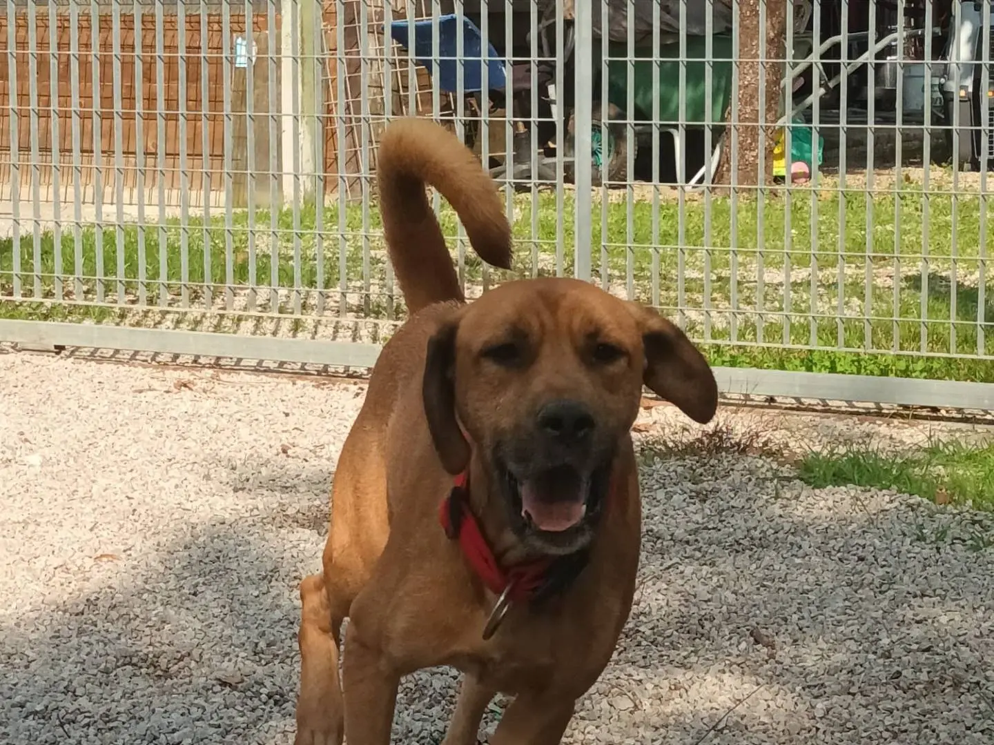 Foto 2 dell'animale