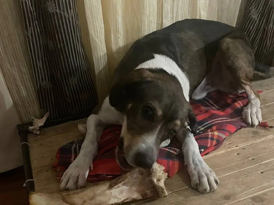 Adotta il cane MANU a Asti