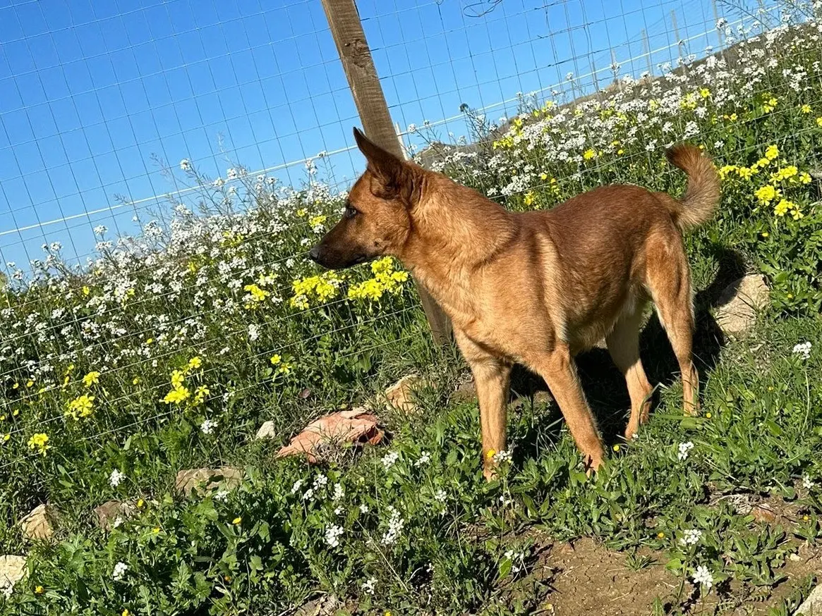 Adotta un cane, taglia media, maschio, Enna