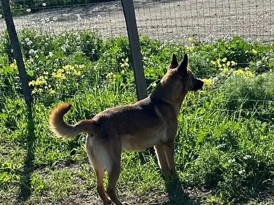 Adotta un cane, maschio, 2 anni e 10 mesi, Enna