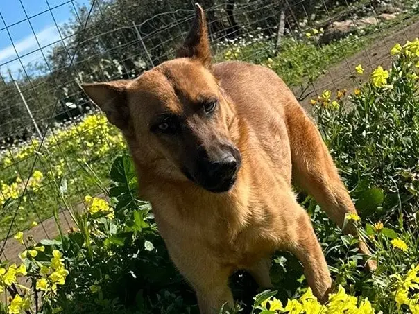 Adozione cane, maschio, Pastore Belga Malinois Pastore tedesco, 2 anni e 10 mesi, taglia media, Enna