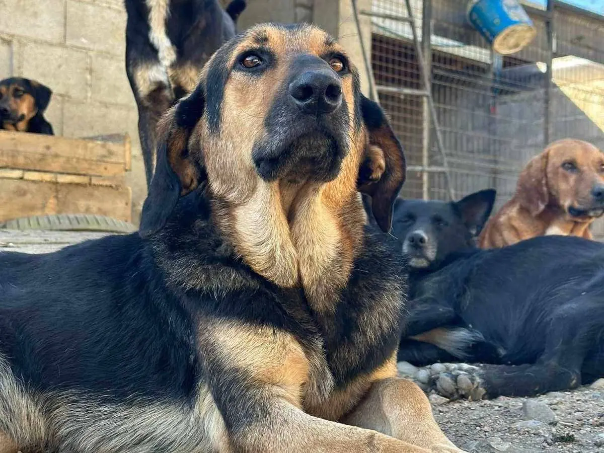 Vuoi adottare un cane a Firenze?
