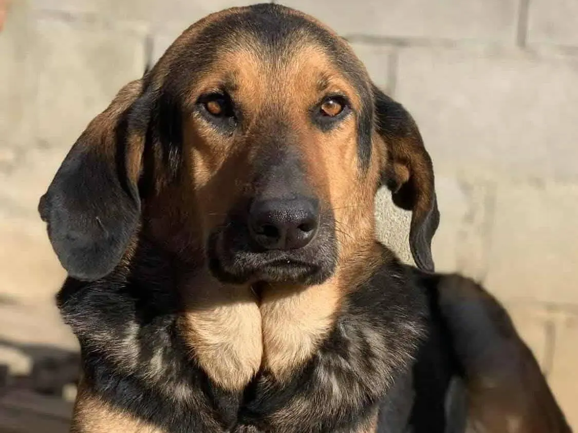 Adozione cane, maschio, Razza sconosciuta Razza sconosciuta, 5 anni e 4 mesi, taglia media, Firenze