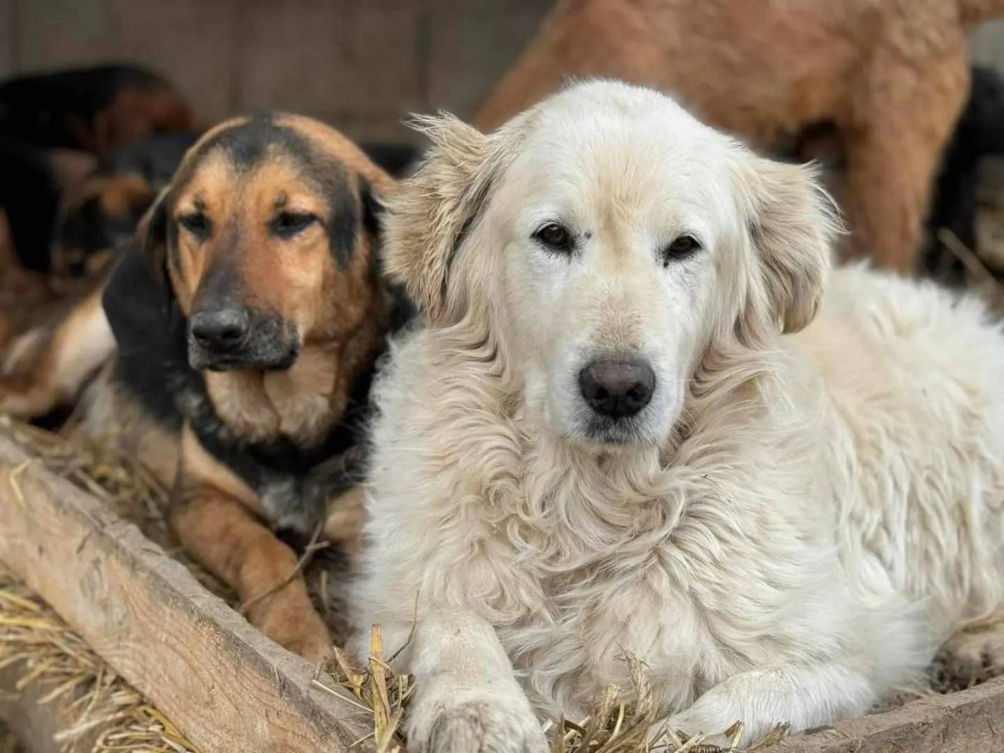 Adotta il cane AISHAN a Firenze