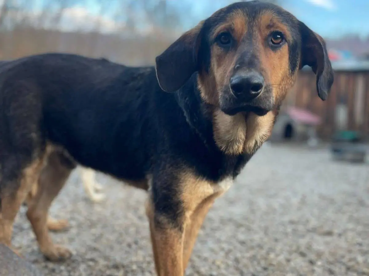 Adotta un cane, taglia media, maschio, Firenze
