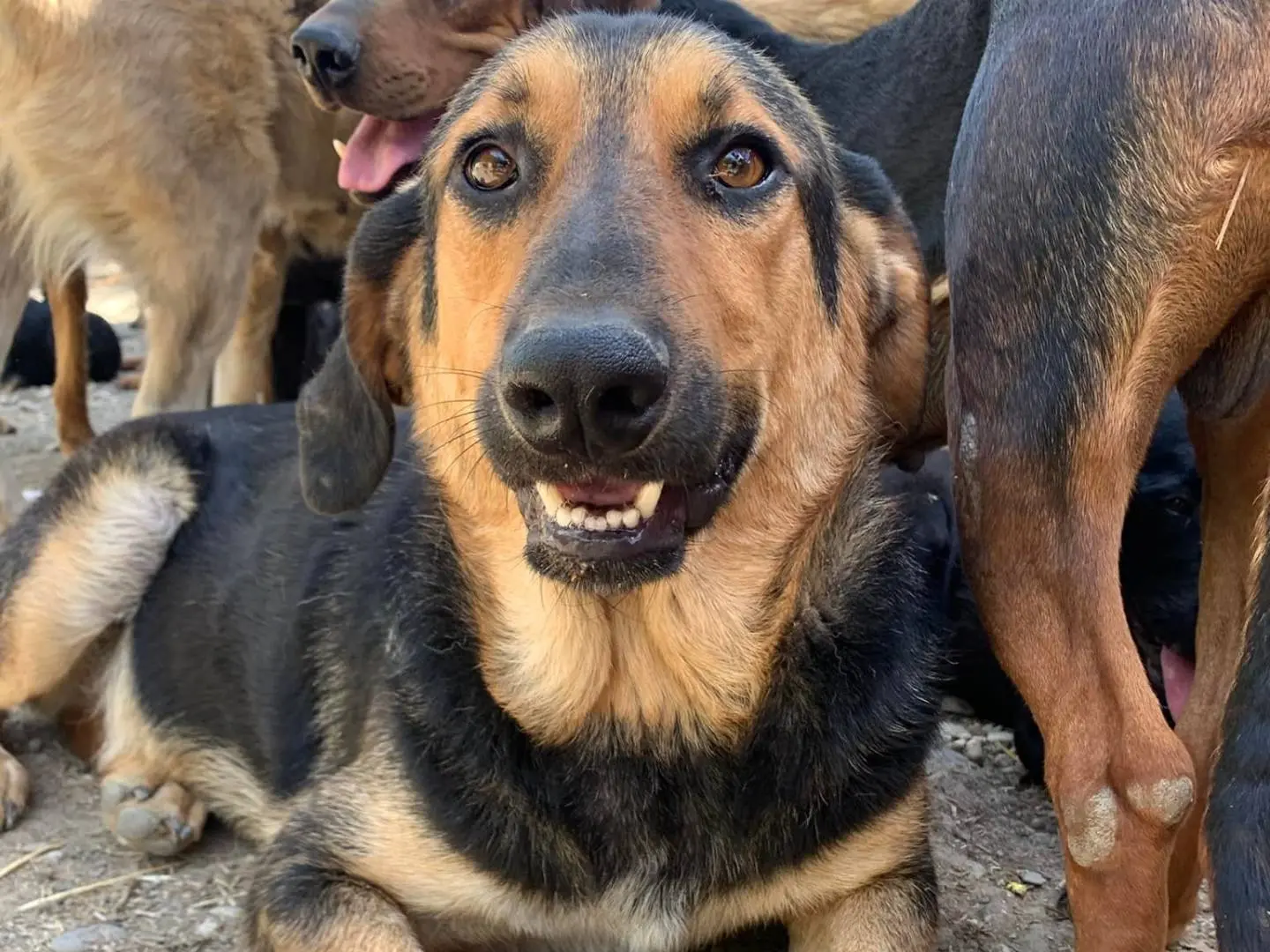 Adotta un cane, maschio, 5 anni e 4 mesi, Firenze