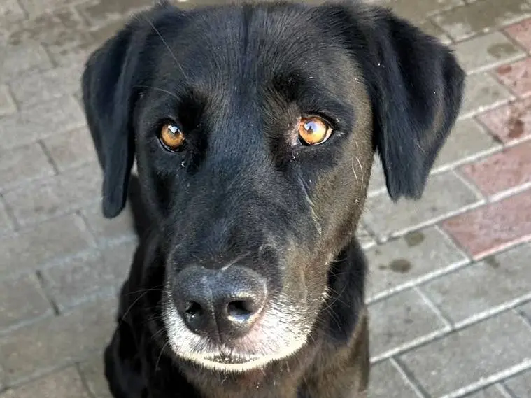 Adotta un cane, femmina, 5 anni e 11 mesi, Milano
